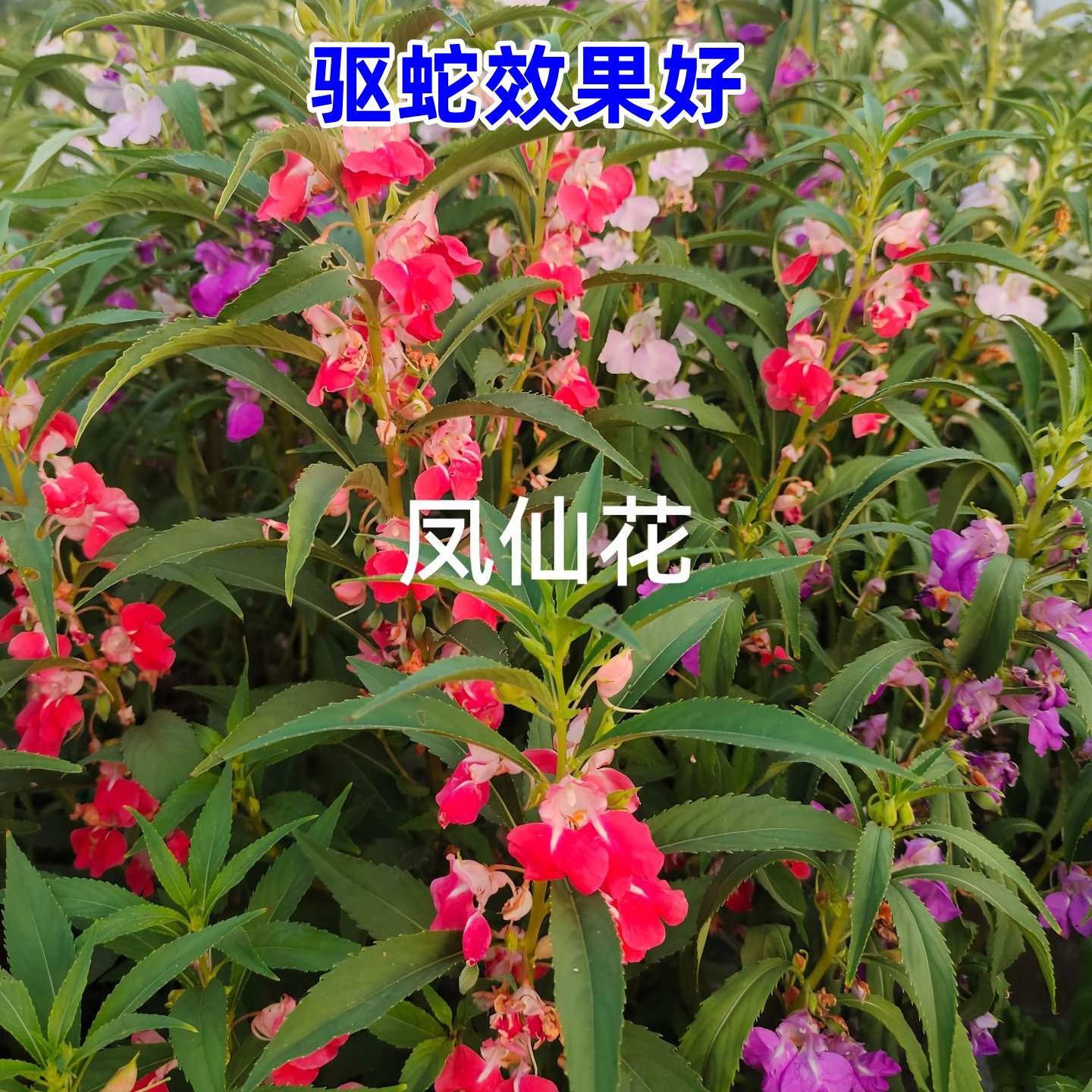 凤仙花种子种籽混色指甲花景观绿化盆栽庭院花种籽子四季播种耐旱