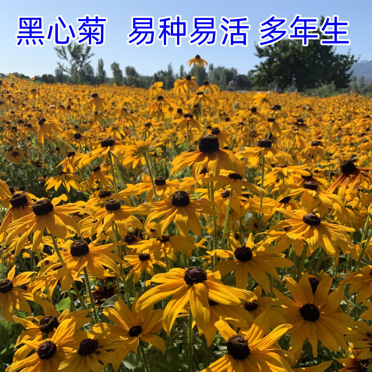 黑心菊花种子金光菊花种籽子多年生四季易活庭院盆栽庭院花籽宿根图片