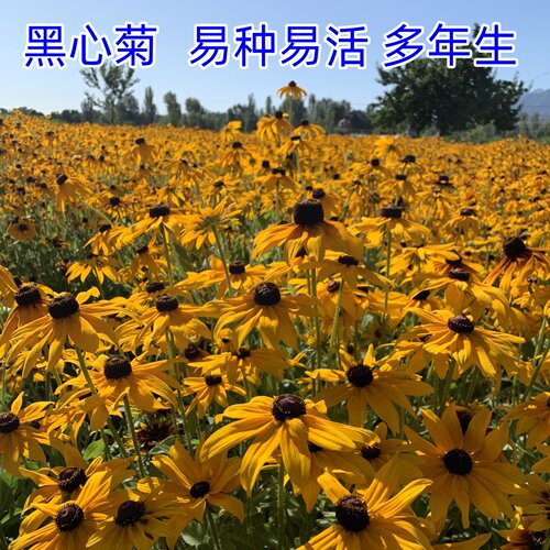 黑心菊花种子金光菊花种籽子多年生四季易活庭院盆栽庭院花籽宿根