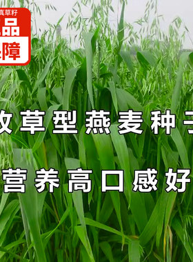 燕麦种子饲用养殖牧草耐寒种籽四季高产鱼饲料草籽绿肥牛羊草种籽