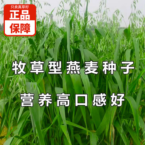 燕麦种子饲用养殖牧草耐寒种籽四季高产鱼饲料草籽绿肥牛羊草种籽