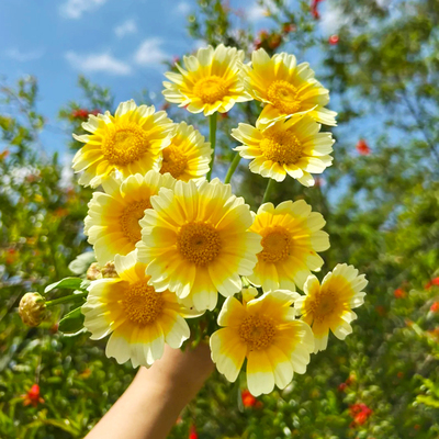 茼蒿菊花种子籽木春菊木茼蒿宿根花草种子木春菊种子花海四季易种
