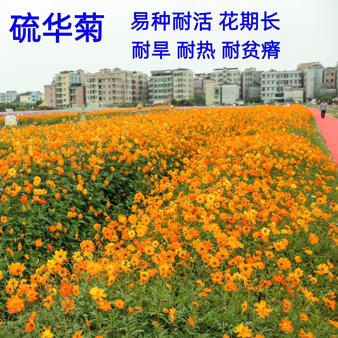 硫化菊花种籽子波斯菊黄秋英硫华菊花籽四季播种开花易种活耐贫瘠