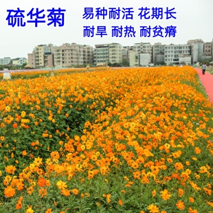 硫化菊花种籽子波斯菊黄秋英硫华菊花籽四季播种开花易种活耐贫瘠
