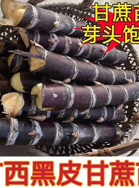 广西黑皮甘蔗苗种籽黄皮种子高产节3到5芽清甜青皮甘蔗树苗甘蔗苗
