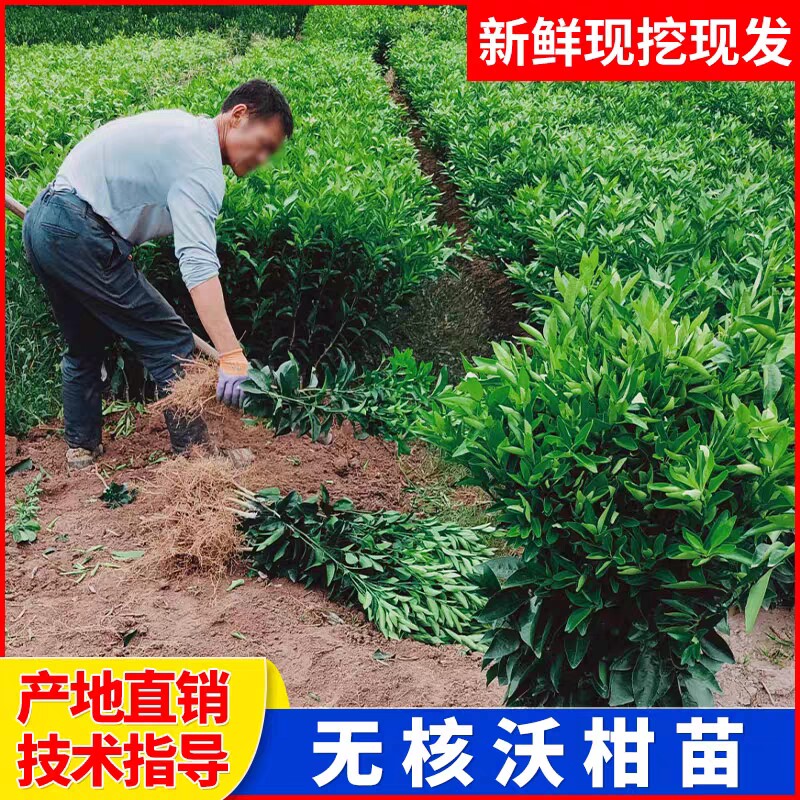 沃柑苗广西武鸣沃柑苗091新品柠檬/柑橘类盆栽
