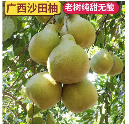 广西正宗容县沙田柚子新鲜水果白心纯甜现摘当季9斤包邮蜜柚金柚