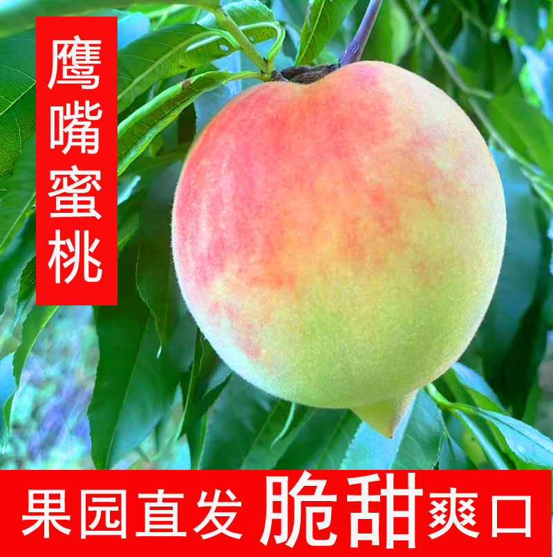 包邮九斤特大果高山鹰嘴桃新鲜脆桃水蜜桃毛桃现货