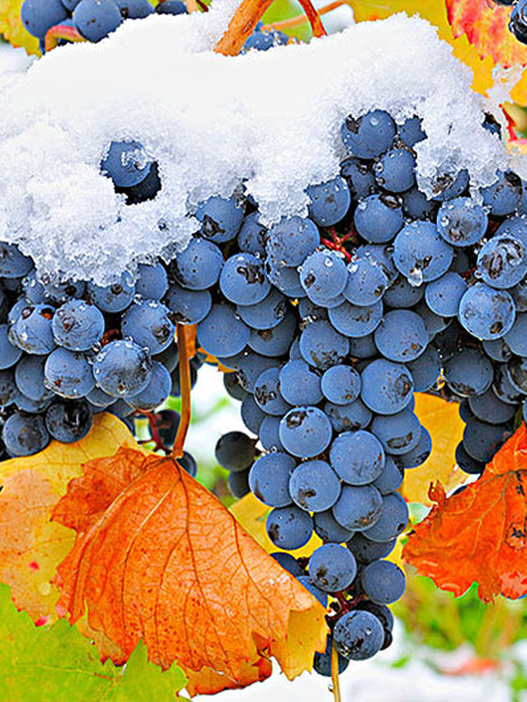 东北抗寒葡萄树苗北冰红不下架观赏食用耐寒葡萄果苗抗寒零下50度