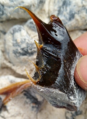 陕南农家传统麦芽糖红薯糖玉米糖麻糖板糖250g糖稀小时候糖果零食