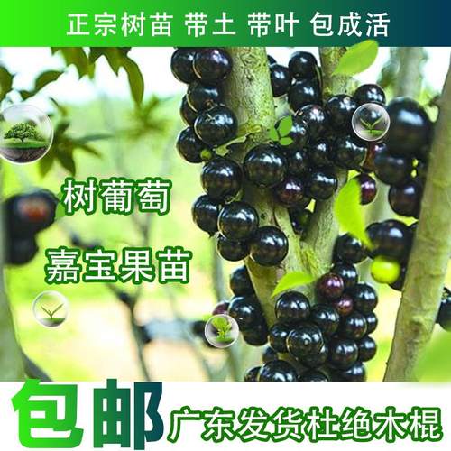 嘉宝果树葡萄苗正宗台湾南北种植