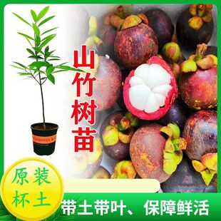 泰国无籽山竹果树苗四季盆栽地栽山竹树苗南方北方种植当年结果