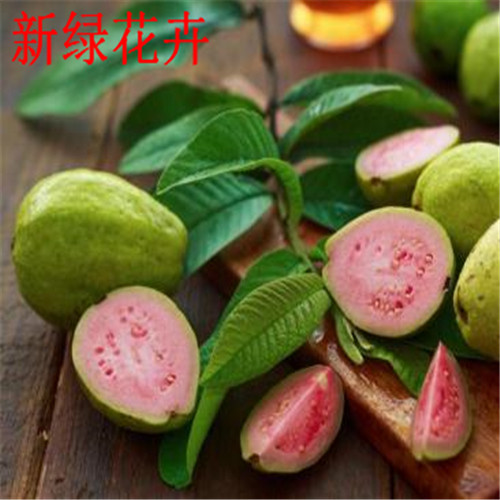 番石榴树苗西瓜芭乐树苗嫁接苗正宗四季珍珠红肉番石榴苗盆栽包邮
