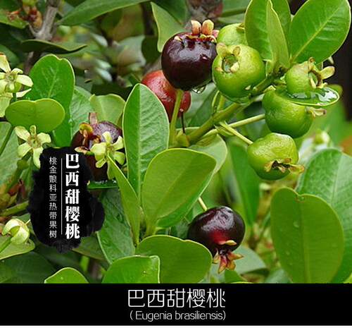 新品种巴西大果樱桃小叶带叶带土