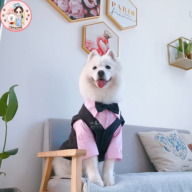 中大型犬金毛萨摩哈士奇大狗衬衫西装马甲蝴蝶结聚会礼服春秋冬款