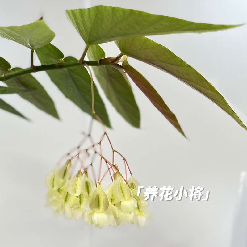 tamaya竹节秋海棠桌面观叶植物阳台好养ins小盆栽|养花小将 鲜花速递/花卉仿真/绿植园艺 绿植 原图主图