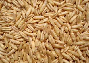 油麦子莜麦燕麦甜醅原料甘肃会宁杂粮甜醅料500g真空包邮买二送一