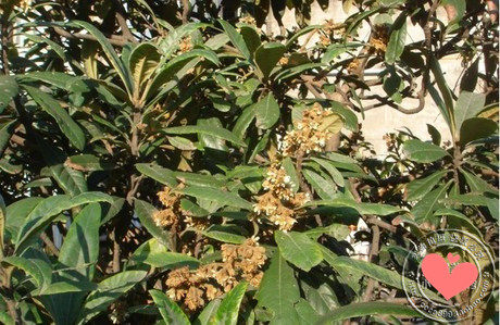 新鲜野生枇杷树叶子现摘现发琵琶叶广东韶关土中药材