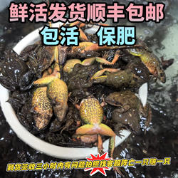 蛤蟆 鲜活发货 东北特产 蛤蟆母豹子 满油满籽