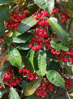 现挖朱砂根大罗伞红铜盘八角金龙金玉满堂黄金万两盆栽绿植四季