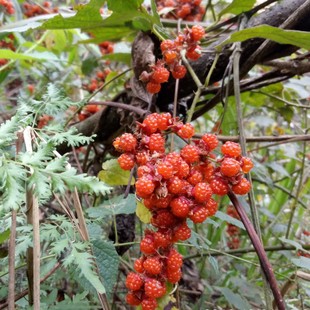 高粱泡树苗十月苗寒泡刺盆栽庭院山地绿植儿时野果苗包邮
