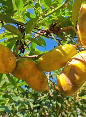 山里九月黄苗牛卵坨拿藤包五叶木通老桩四季常青盆栽绿植