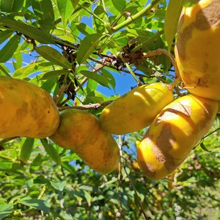 山里九月黄苗牛卵坨拿藤包五叶木通老桩四季常青盆栽绿植