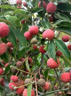 观花赏果四季常青野荔枝鸡嗉果四照花绿植盆栽庭院阳台带土杯发货