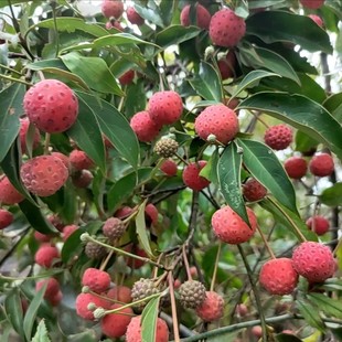 观花赏果四季常青野荔枝鸡嗉果四照花绿植盆栽庭院阳台带土杯发货