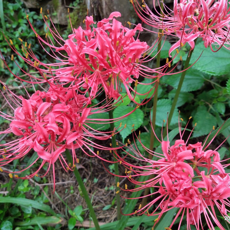 红花种球彼岸花曼珠沙华盆栽庭院