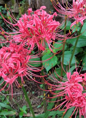 红花种球彼岸花曼珠沙华盆栽庭院