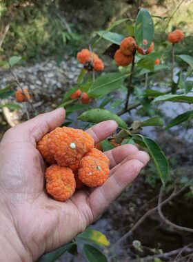 山里构棘树苗树桩穿破石盆栽庭院四季常青赏果绿植柘树
