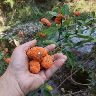 常青赏果绿植柘树 山里构棘树苗树桩穿破石盆栽庭院四季