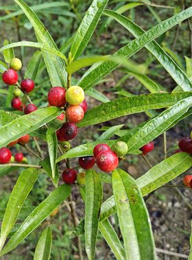 细叶白花牛奶根带土杯树苗四季常春盆栽绿植儿时野果植物