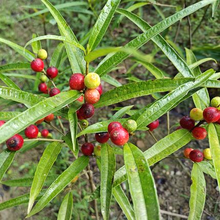 细叶白花牛奶根带土杯树苗四季常春盆栽绿植儿时野果植物