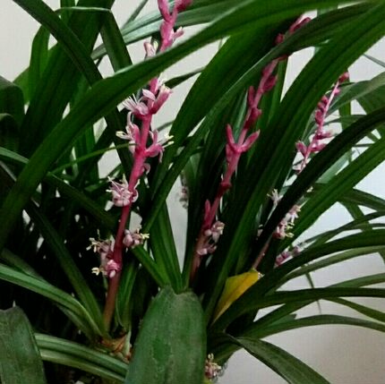深山现挖吉祥草 紫衣草 观音草室内阳台盆栽土栽水培常春植物包邮