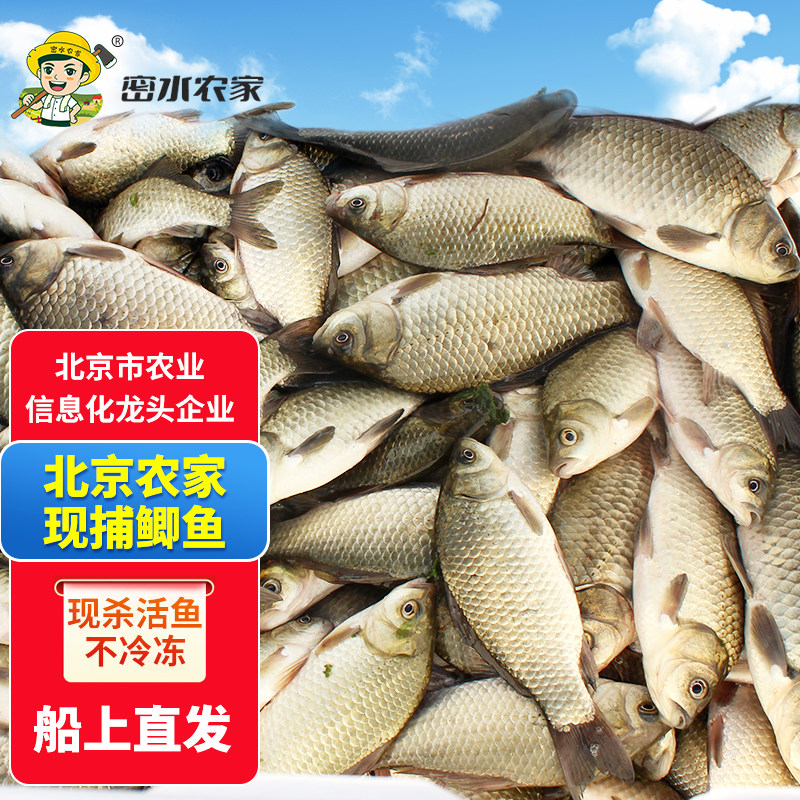 正宗水库鱼 新鲜鲫鱼约2斤当日捕捞鲜鱼 现杀现发 辅食月子汤食材