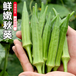 密云农家 鲜嫩秋葵 生态种植 施农家肥300g 新鲜蔬菜
