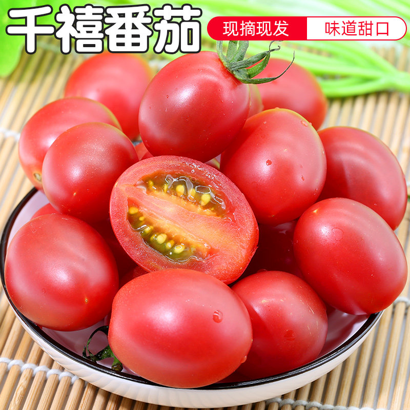 密云新鲜现摘水果小西红柿 番茄甜千禧农家肥 酸甜多汁自然熟500g
