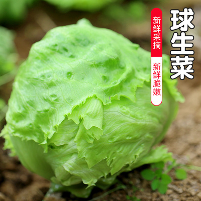 密云农家新鲜脆嫩生菜自然