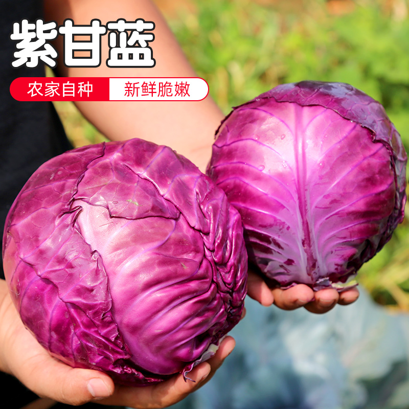 密水农家 新鲜紫甘蓝 大包菜 圆白菜 食用沙拉蔬菜1个装750g以上