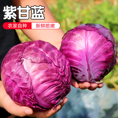 密水农家新鲜甘蓝大包圆白菜食用