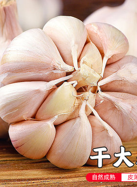 农家新鲜自种干大蒜多掰蒜300g