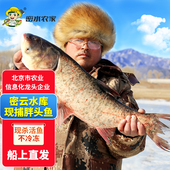 密水农家水库鱼新鲜胖头鱼当日捕捞鲜鱼 整条生态鱼 现杀现发花莲