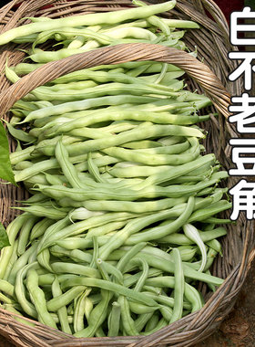 密云农家每日现摘白不老豆角