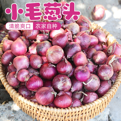 自种小毛葱头5斤 农家圆洋葱头 小葱头新鲜蔬菜 紫皮洋葱