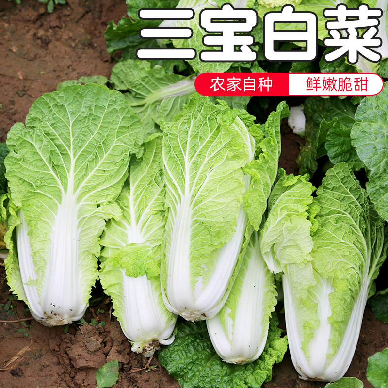 密云农家 当日现拔三宝菜 小白菜 大娃娃菜 口感脆嫩500g新鲜蔬菜