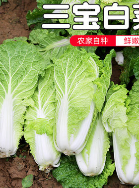 密云农家当日现拔三宝大娃娃菜