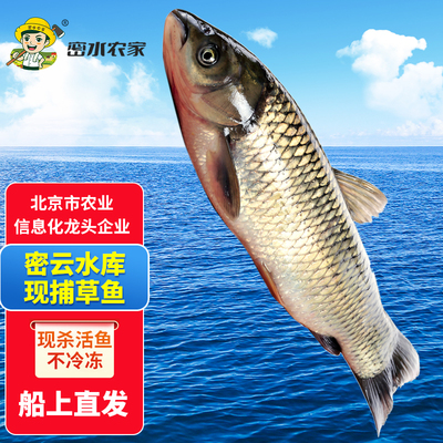 密云农家水源地新鲜草鱼