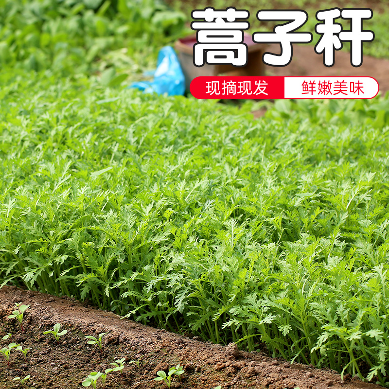 密云农家 清晨现拔蒿子秆 农家肥种植 适合清炒涮火锅菜 味浓400g